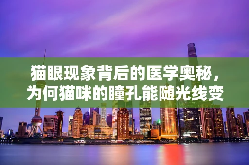 猫眼现象背后的医学奥秘，为何猫咪的瞳孔能随光线变化？