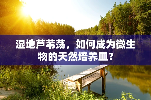 湿地芦苇荡，如何成为微生物的天然培养皿？