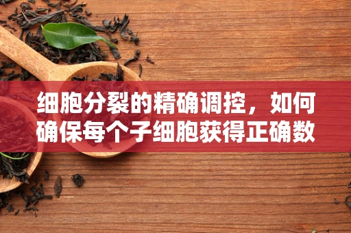 细胞分裂的精确调控，如何确保每个子细胞获得正确数量的遗传信息？