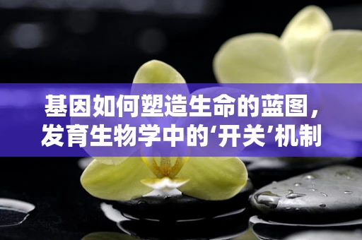基因如何塑造生命的蓝图，发育生物学中的‘开关’机制？