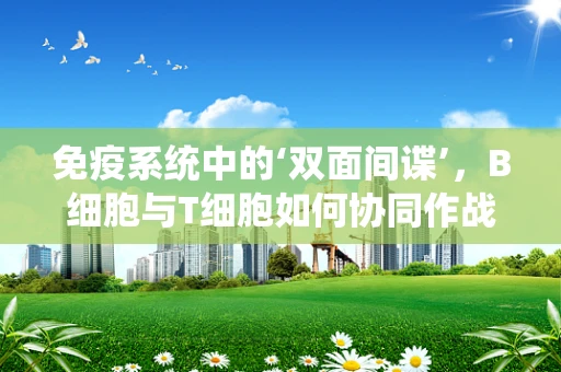 免疫系统中的‘双面间谍’，B细胞与T细胞如何协同作战？