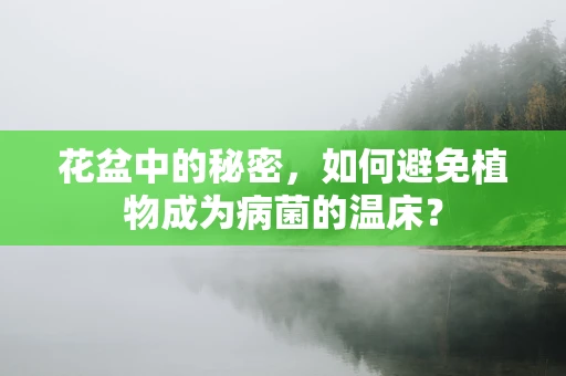 花盆中的秘密，如何避免植物成为病菌的温床？